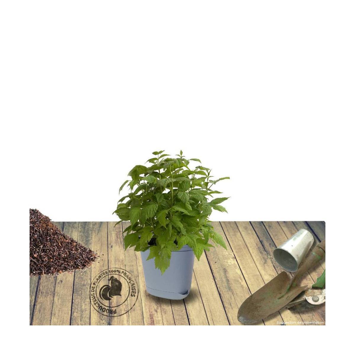Framboisier Aroma Queen® 'Aromquee' - Moyen rendement - Pot de 2L - 30/60 cm - De 1,00 m à 1,50 m - Imagen 6