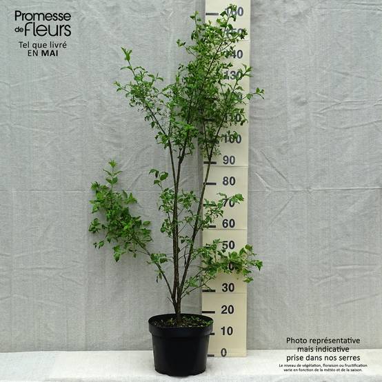 Euonymus europaeus - Fusain d'Europe Pot de 7,5L/10L - Image 2