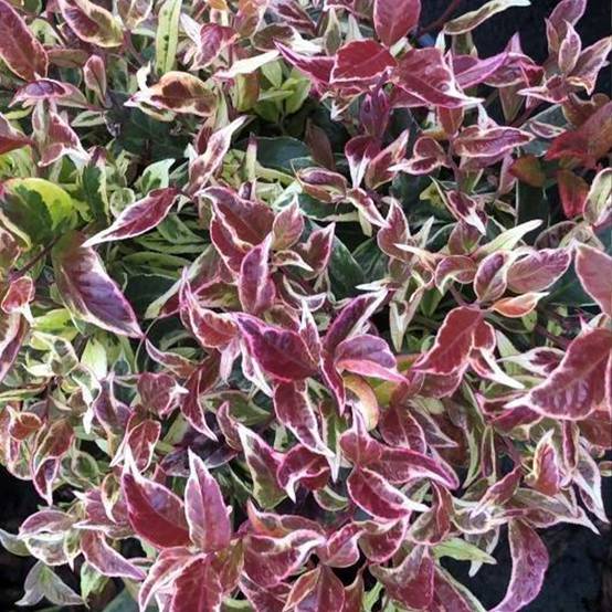 Promesse de Fleurs - Leucothoe walteri Firestar Pot de 2L/3L - Image 1
