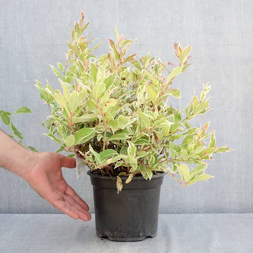 Promesse de Fleurs - Leucothoe walteri Firestar Pot de 2L/3L - Image 2