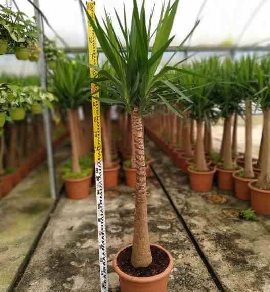 Sans Marque - Yucca Elephantipes (Yucca pied d'éléphant) Couleur floraison:Blanc - Taille:Pot de 160L - ramifié - 180/220cm - Imagen 3