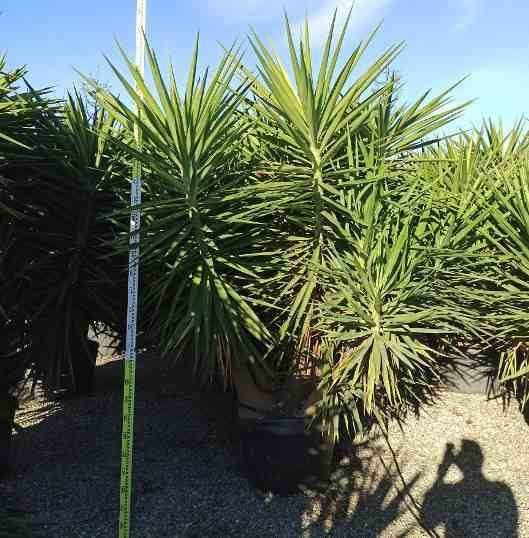Sans Marque - Yucca Elephantipes (Yucca pied d'éléphant) Couleur floraison:Blanc - Taille:Pot de 160L - ramifié - 180/220cm - Imagen 5