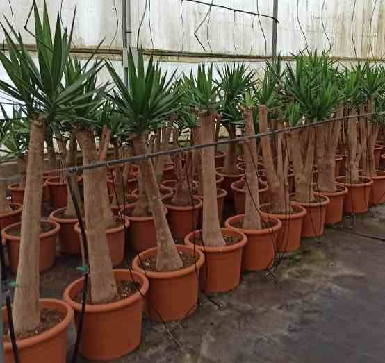 Sans Marque - Yucca Elephantipes (Yucca pied d'éléphant) Couleur floraison:Blanc - Taille:Pot de 160L - ramifié - 180/220cm - Imagen 2