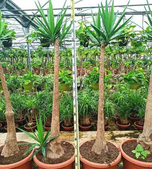 Sans Marque - Yucca Elephantipes (Yucca pied d'éléphant) Couleur floraison:Blanc - Taille:Pot de 160L - ramifié - 180/220cm - Imagen 4
