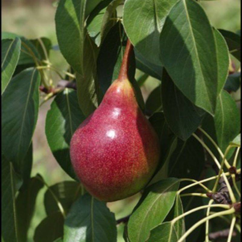 Poirier 'Williams Rouge' (Pyrus communis 'Williams Rouge' ®) - Scion de 80 à 100cm - Pépinières Naudet - Imagen 1