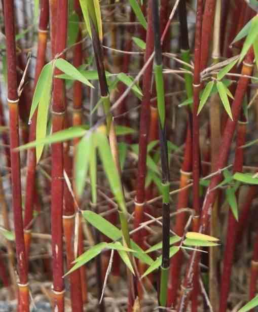 Sans Marque - Fargesia "Jiuzhaigou 1" (Bambou non traçant) Taille:Pot 30 Litres - 150/175cm - 15/25 cannes - Image 3