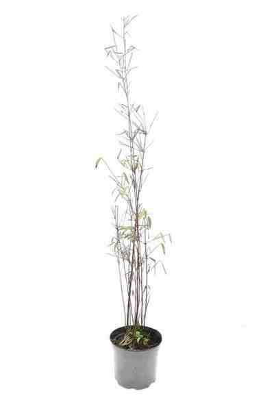 Sans Marque - Fargesia "Jiuzhaigou 1" (Bambou non traçant) Taille:Pot 30 Litres - 150/175cm - 15/25 cannes - Image 2