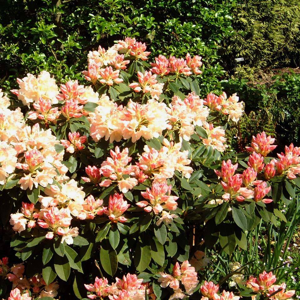 Rhododendron Golden Torch - Rhododendron nain Pot de 3L/4L - Image 1