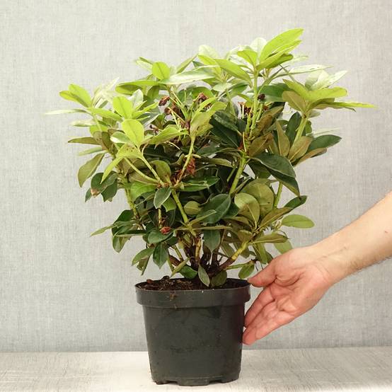Rhododendron Golden Torch - Rhododendron nain Pot de 3L/4L - Image 2