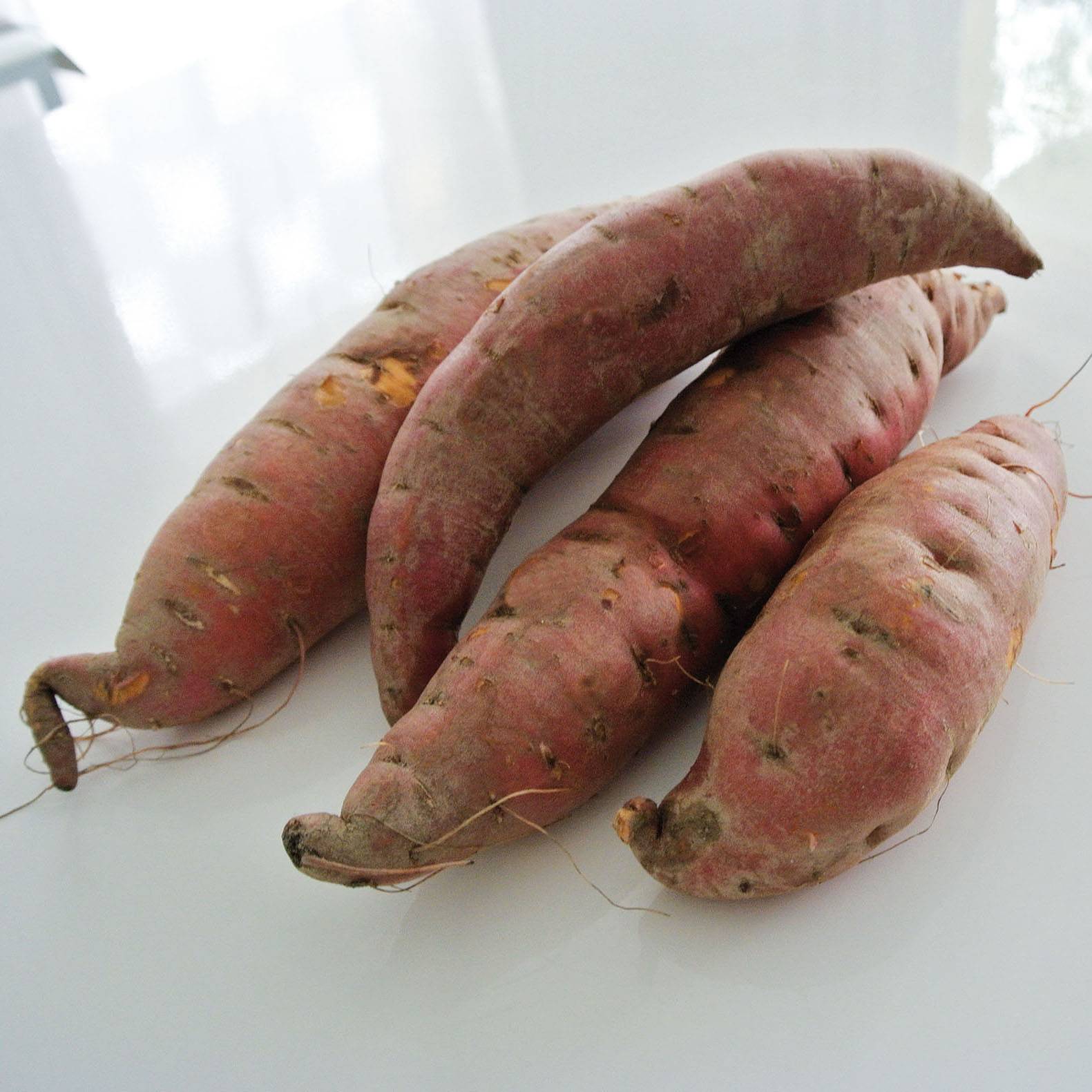 Patate douce Evangeline en plants - Ipomoea batatas - godet de 8/9cm