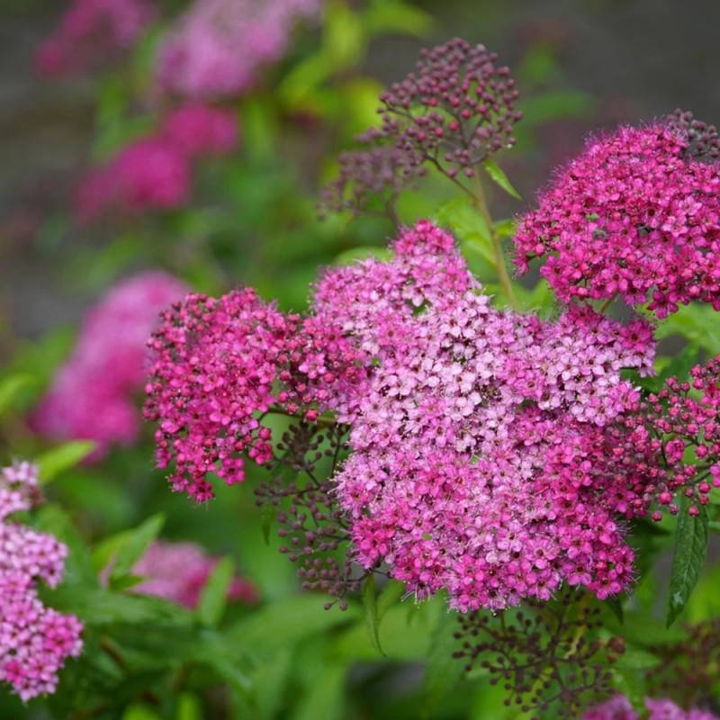 Spirée du Japon Anthony Waterer, Spiraea à fleurs Rose - feuillage Caduc - Pot de 3L - 20/40 cm-  hauteur à maturité De 0,50 m à 1,00 m - Imagen 6