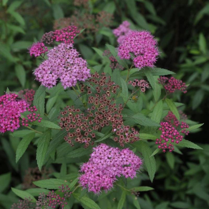 Spirée du Japon Anthony Waterer, Spiraea à fleurs Rose - feuillage Caduc - Pot de 3L - 20/40 cm-  hauteur à maturité De 0,50 m à 1,00 m - Imagen 4