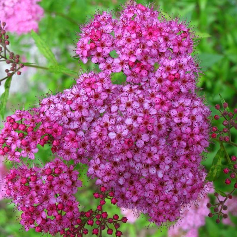 Spirée du Japon Anthony Waterer, Spiraea à fleurs Rose - feuillage Caduc - Pot de 3L - 20/40 cm-  hauteur à maturité De 0,50 m à 1,00 m - Imagen 3