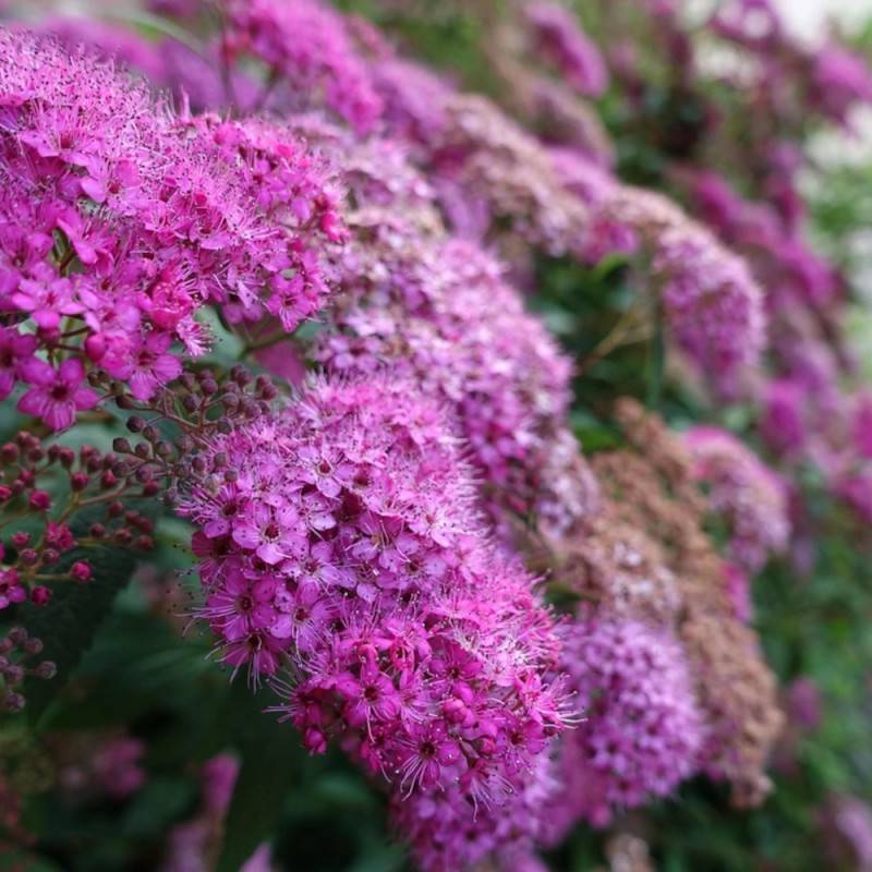 Spirée du Japon Anthony Waterer, Spiraea à fleurs Rose - feuillage Caduc - Pot de 3L - 20/40 cm-  hauteur à maturité De 0,50 m à 1,00 m - Imagen 7