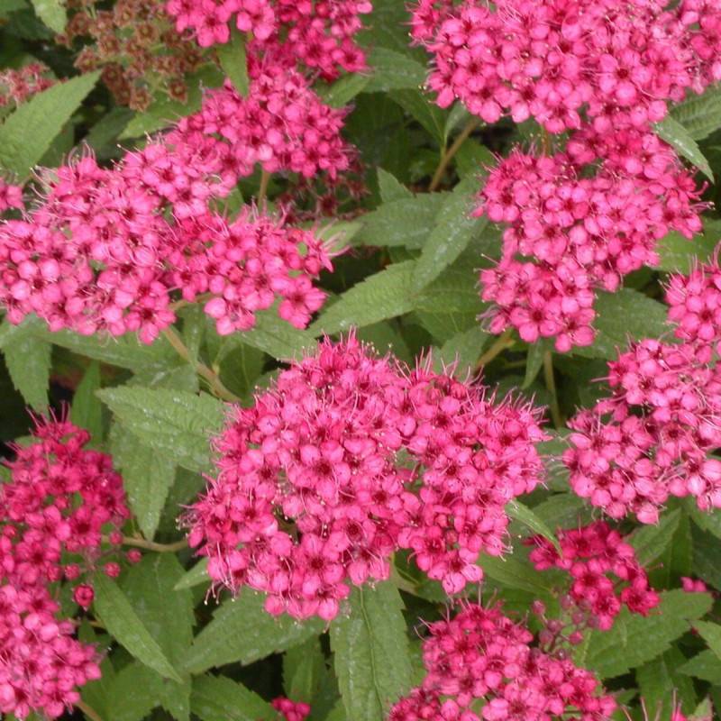Spirée du Japon Anthony Waterer, Spiraea à fleurs Rose - feuillage Caduc - Pot de 3L - 20/40 cm-  hauteur à maturité De 0,50 m à 1,00 m - Imagen 1