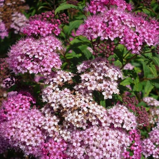 Spirée du Japon Anthony Waterer, Spiraea à fleurs Rose - feuillage Caduc - Pot de 3L - 20/40 cm- hauteur à maturité De 0,50 m à 1,00 m - Image 5