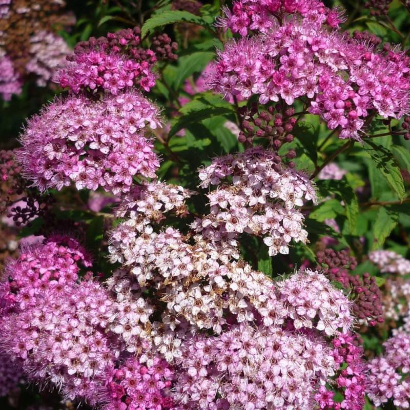 Spirée du Japon Anthony Waterer, Spiraea à fleurs Rose - feuillage Caduc - Pot de 3L - 20/40 cm-  hauteur à maturité De 0,50 m à 1,00 m - Imagen 5