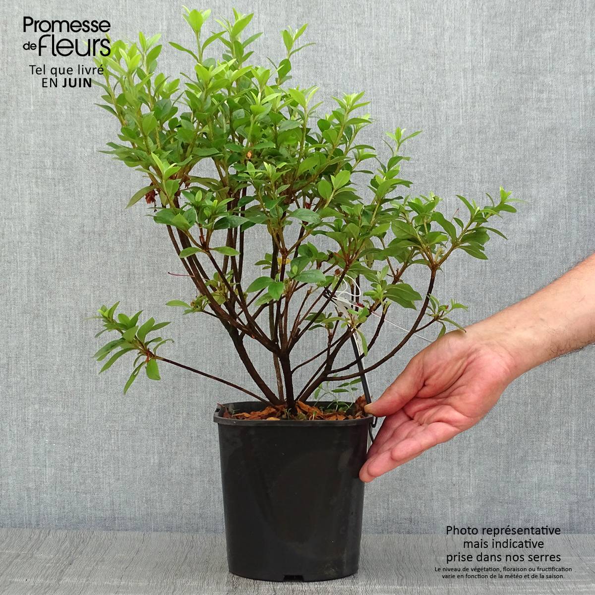 Promesse de Fleurs - Azalée japonaise - Azalea japonica Ben Morrisson Pot de 2L/3L - Image 2