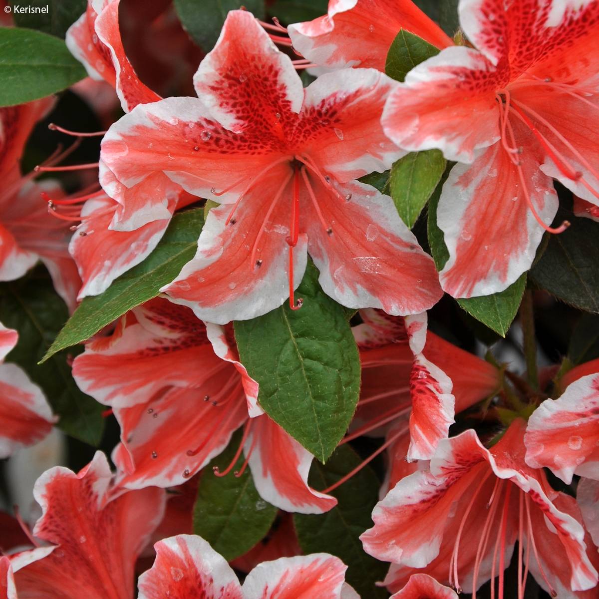 Promesse de Fleurs - Azalée japonaise - Azalea japonica Ben Morrisson Pot de 2L/3L - Image 1