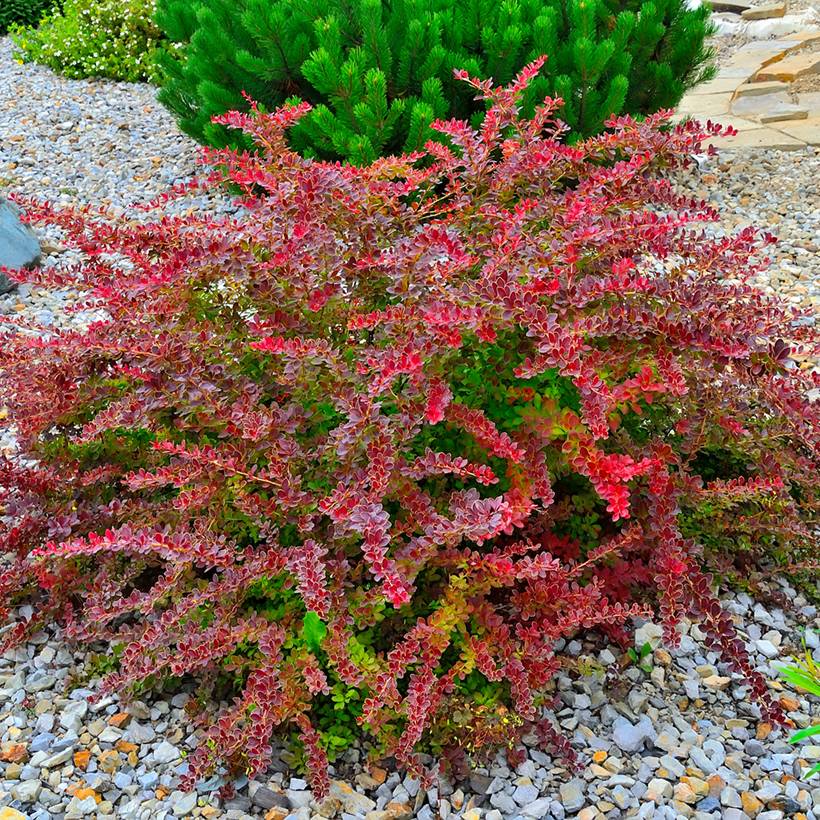 Promesse de Fleurs - Berberis thunbergii Golden Ring - Epine-vinette Godet de 8/9 cm