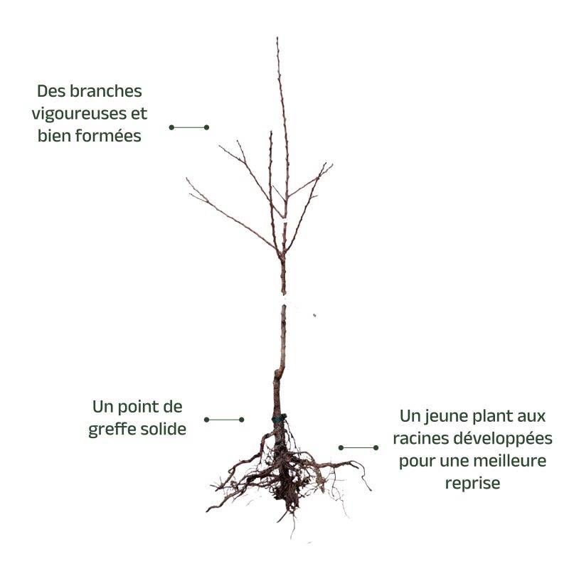 Abricotier 'Précoce de Saumur' (Prunus armeniaca 'Précoce de Saumur') - Scion de 100cm - Pépinières Naudet - Imagen 3