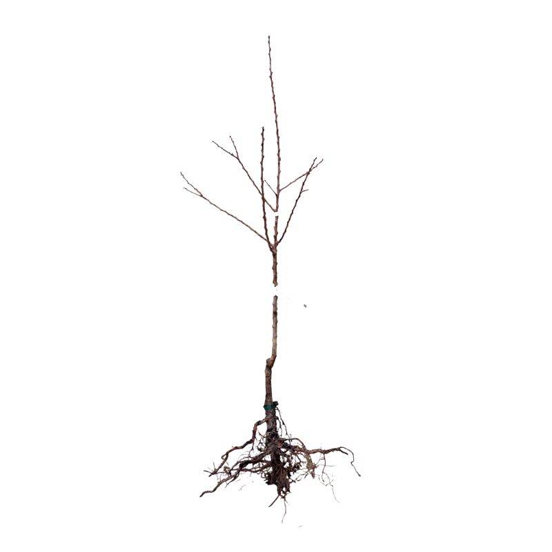 Abricotier 'Précoce de Saumur' (Prunus armeniaca 'Précoce de Saumur') - Scion de 100cm - Pépinières Naudet - Imagen 2