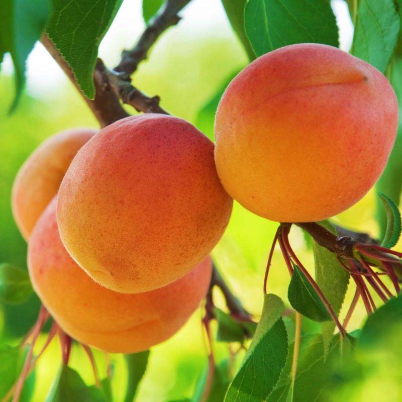 Abricotier 'Précoce de Saumur' (Prunus armeniaca 'Précoce de Saumur') - Scion de 100cm - Pépinières Naudet - Imagen 1
