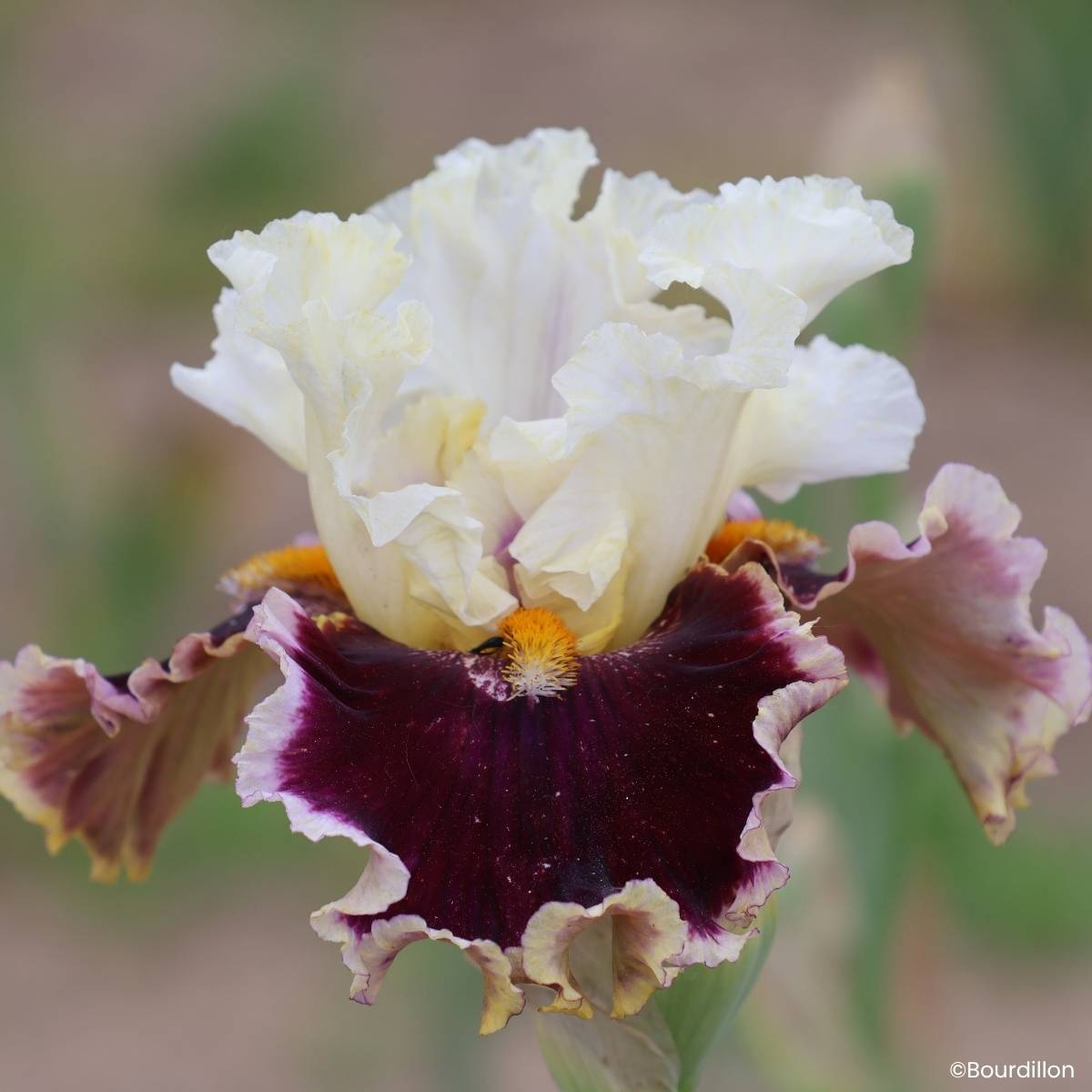 Promesse de Fleurs - Iris germanica When Doves Cry - Grand Iris des Jardins Rhizome