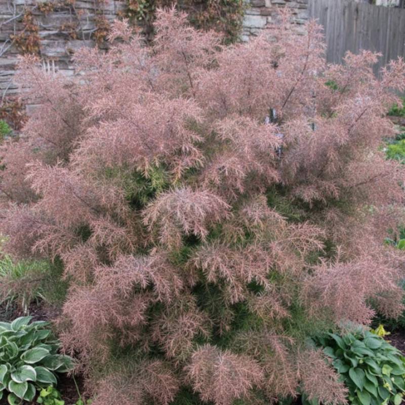 Cèdre du Japon Elegans, Cryptomeria - Pot de 10L - 80/120 cm - Imagen 7