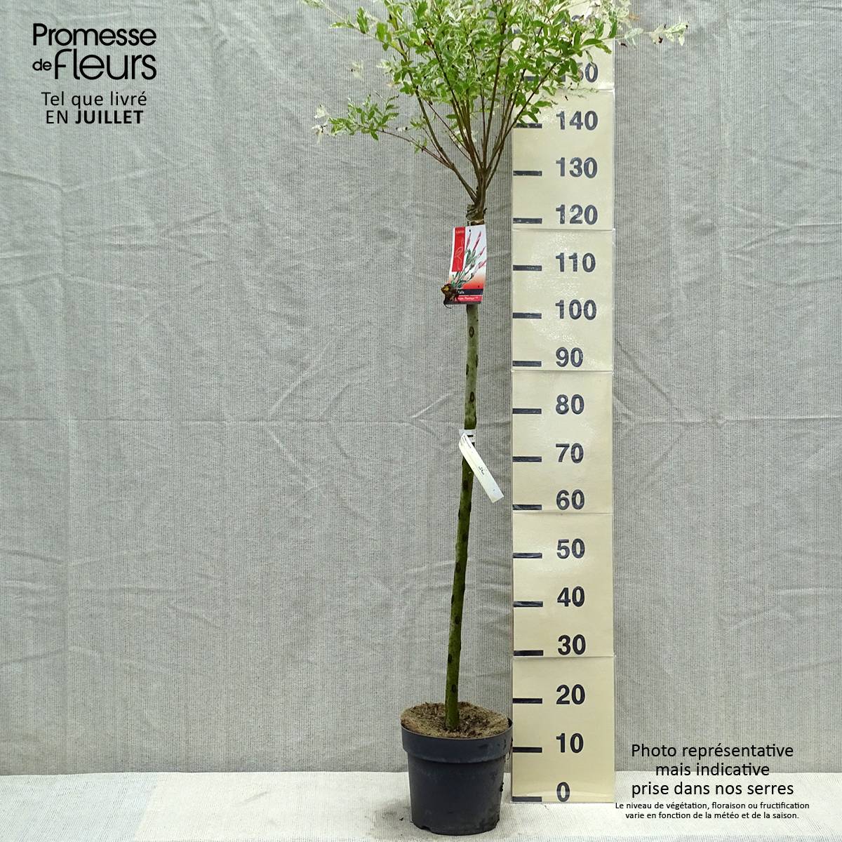 Saule crevette - Salix integra Flamingo Pot de 4L/5L, Greffé sur tige - Image 2