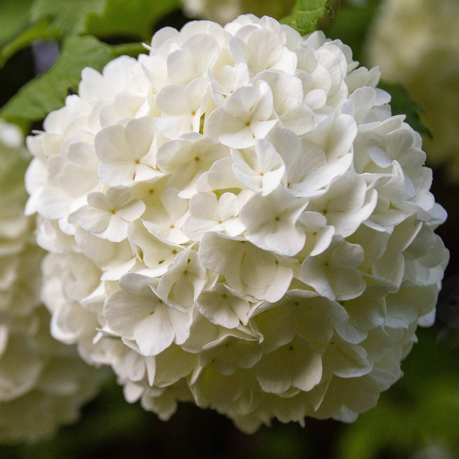 Viorne Boule de Neige - Viburnum opulus Roseum Petites Racines nues