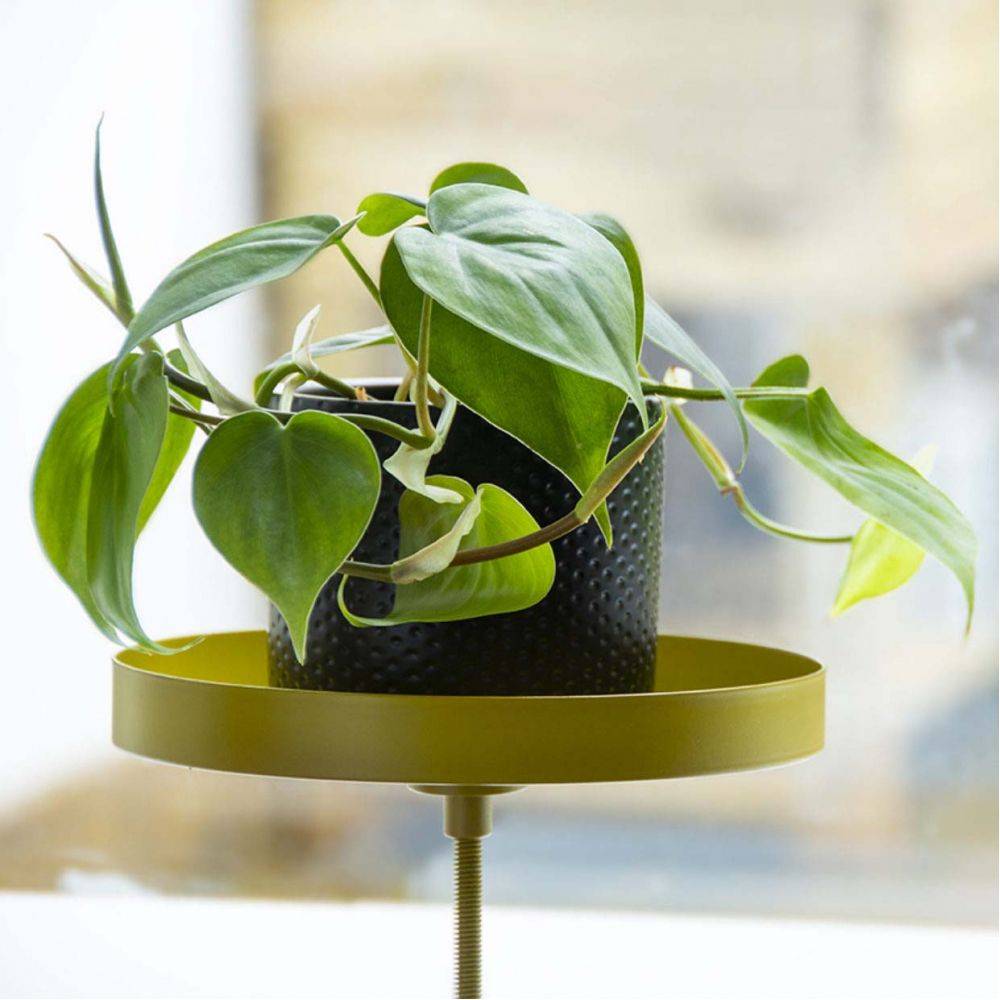 Esschert Design - Support à plantes rond à fixer hauteur réglable doré 24.6 x 18 cm Esschert's Garden - Imagen 3
