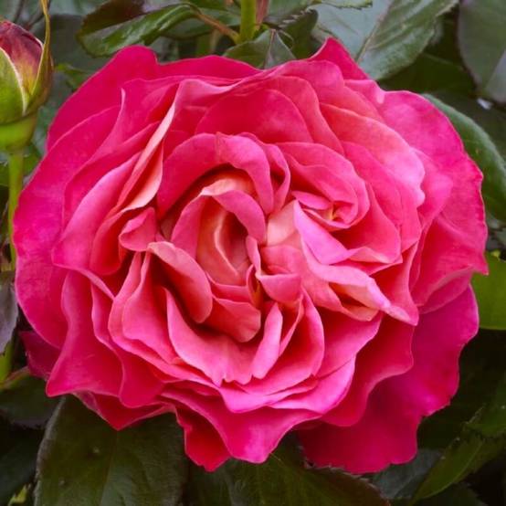 Rosier Grimpant 'Belle Epoque' ® (Rosa 'Belle Epoque' ®) - Racines nues - Grimpant 60 à 80cm - Pépinières Naudet - Image 1