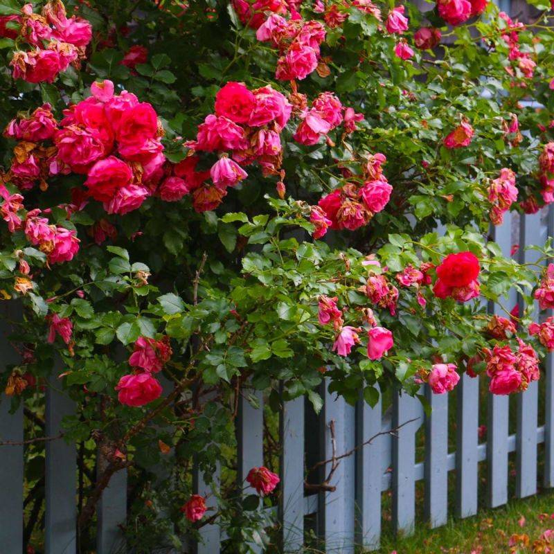 Rosier Grimpant 'Belle Epoque' ® (Rosa 'Belle Epoque' ®) - Racines nues - Grimpant 60 à 80cm - Pépinières Naudet - Imagen 2