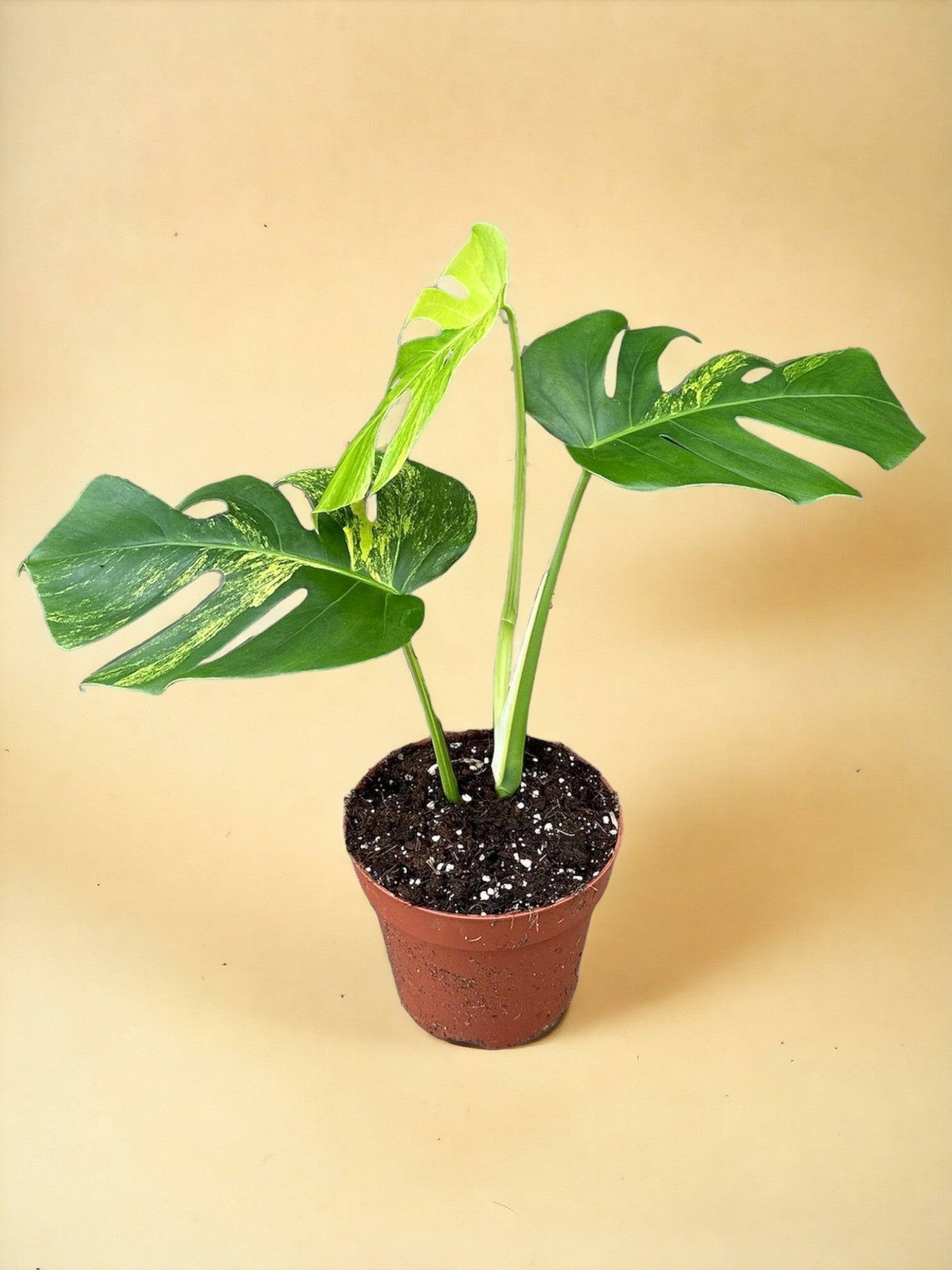 Monstera Deliciosa Aurea- La Green Touch
