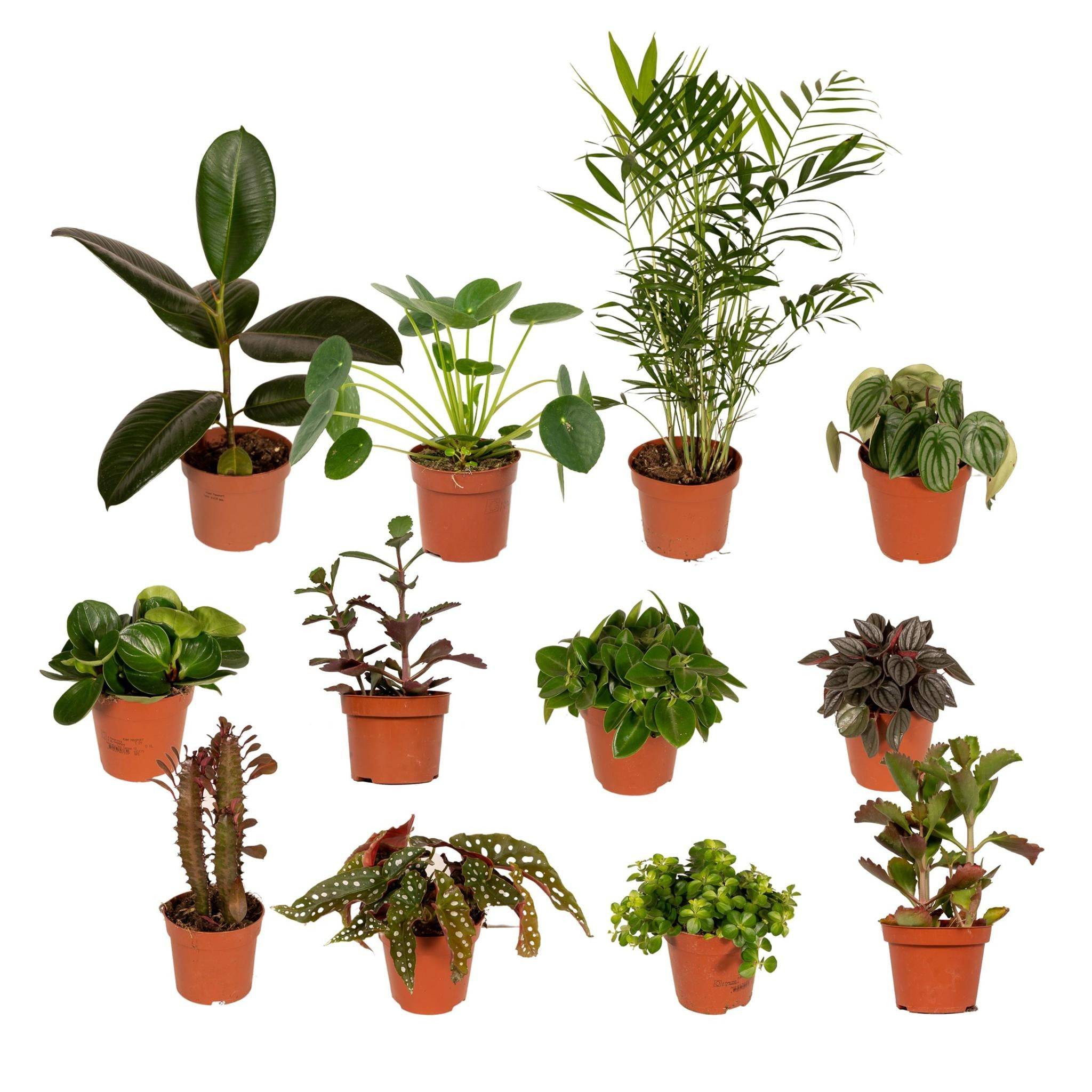 La Green Touch - Box - 10 plantes d'intérieur dépolluantes 30cm - Plante d'intérieur- La Green Touch