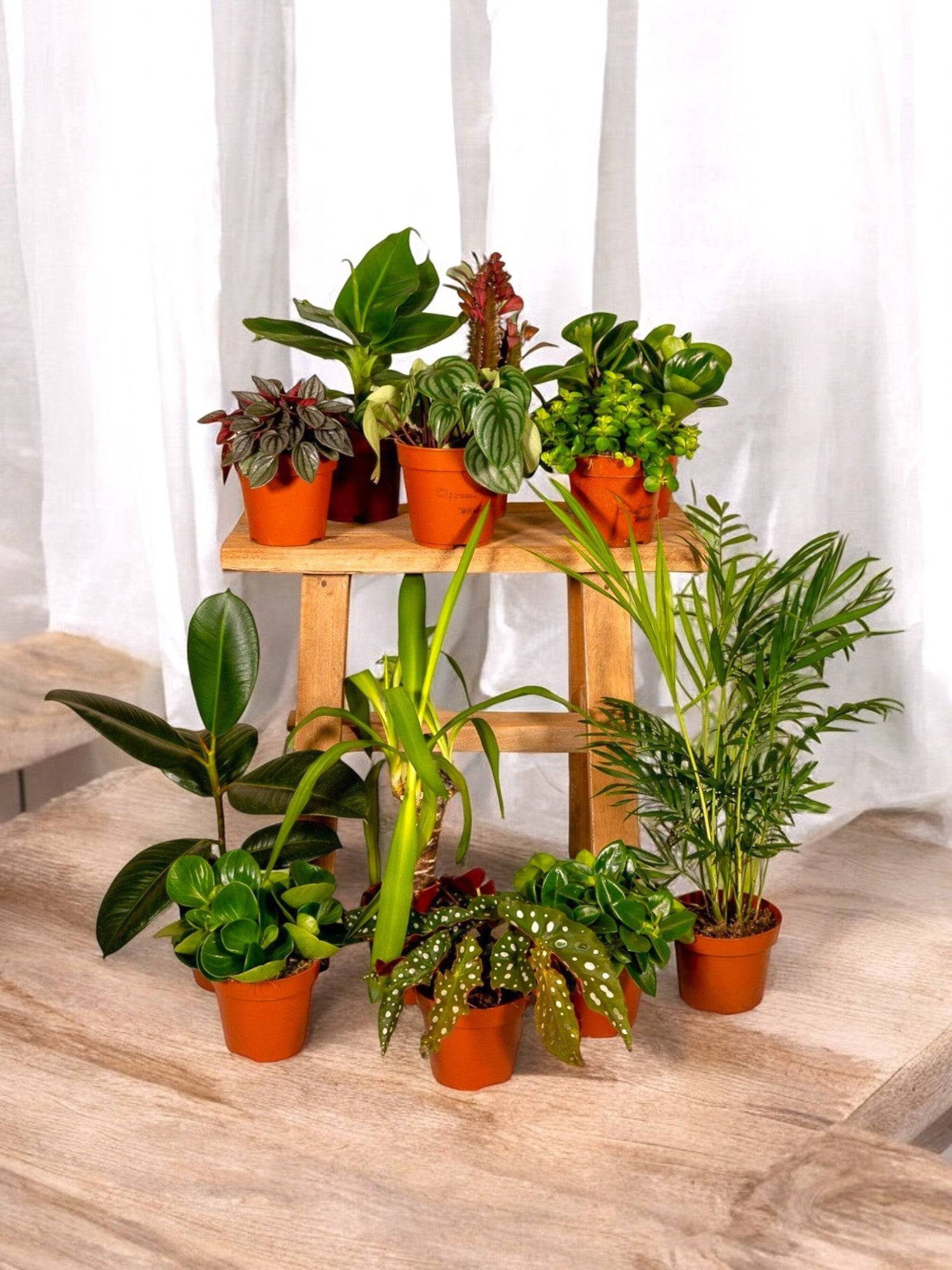 Box - 10 plantes d'intérieur dépolluantes 30cm - Plante d'intérieur- La Green Touch - Image 2