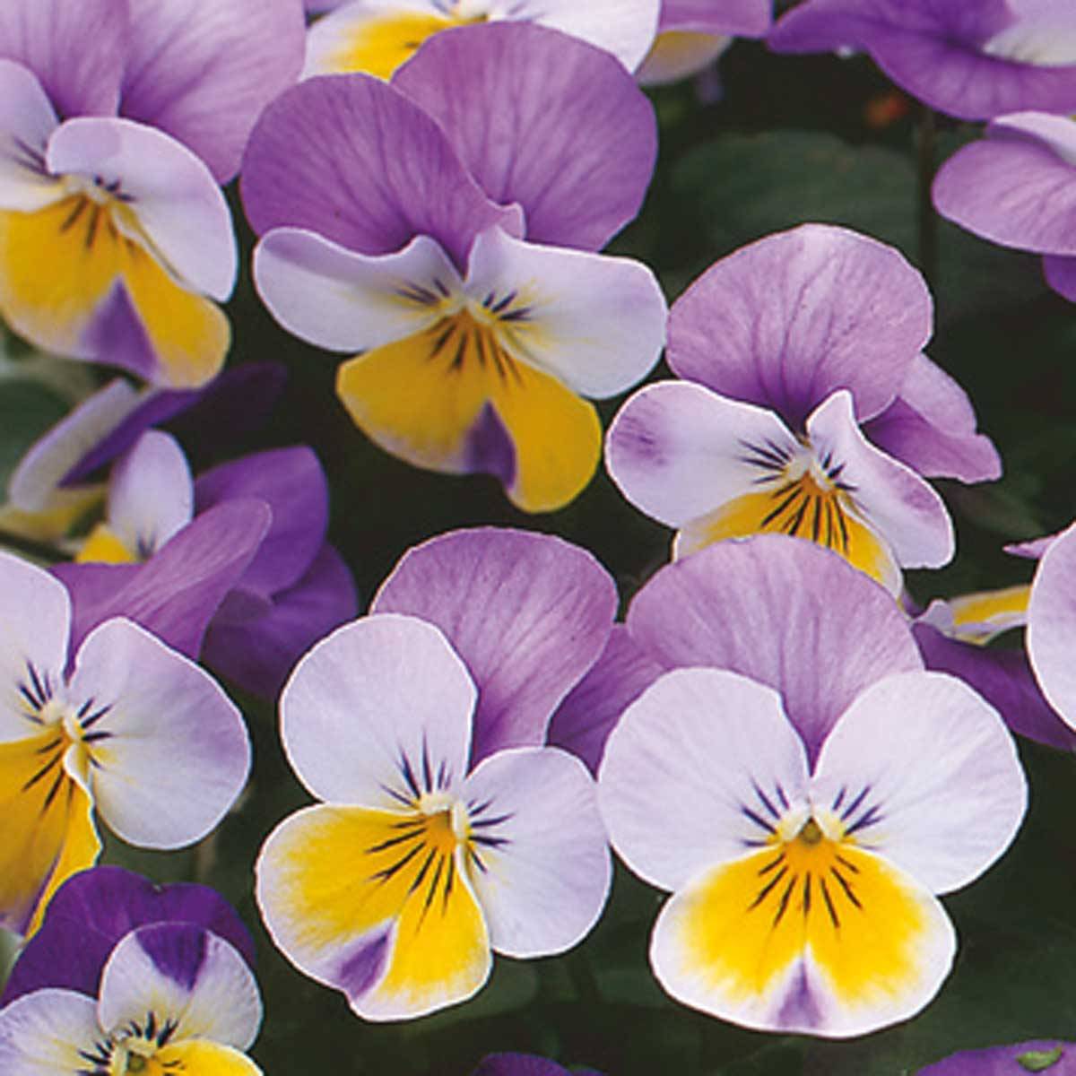 Promesse de Fleurs - Violette cornue Kitty Surprise Mini-motte Mini-motte Ø 3/4 cm (par 5)