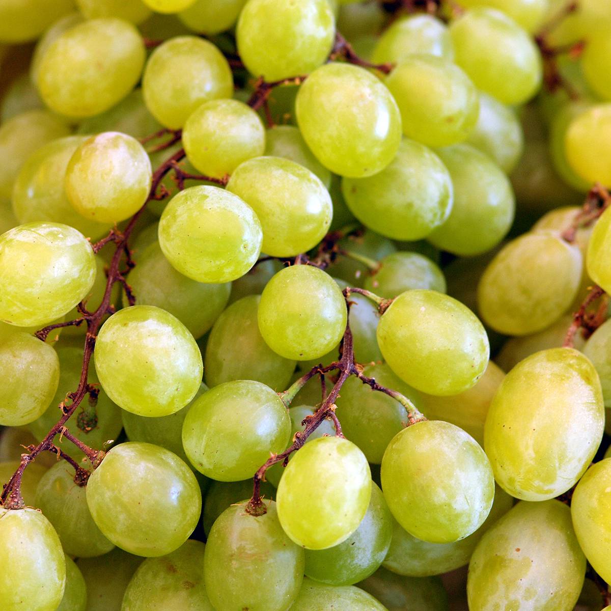 Promesse de Fleurs - Vigne de table Vittoria, Victoria - Vitis vinifera Pot de 1,5L/2L