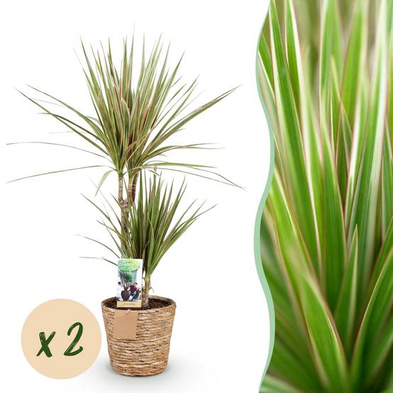 Dracaena Sunray - Arbre Dragon - Lot de 2 Plantes - Pot de 17cm - Hauteur 70-75cm - Panier - Plantes d'intérieur - Image 1