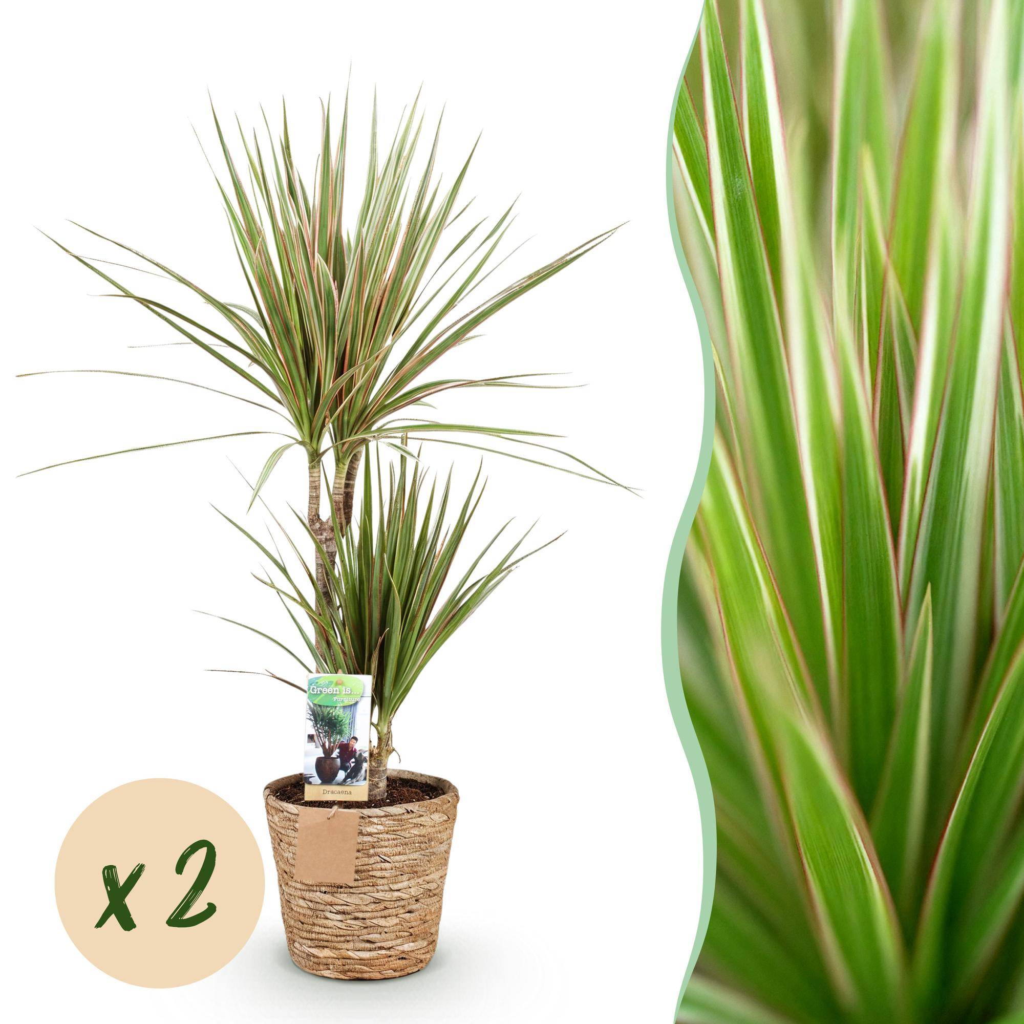 Dracaena Sunray - Arbre Dragon - Lot de 2 Plantes - Pot de 17cm - Hauteur 70-75cm - Panier - Plantes d'intérieur - Image 1