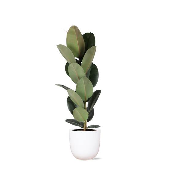 Ficus Elastica Robusta et son pot- La Green Touch Blanc - Hauteur 90cm