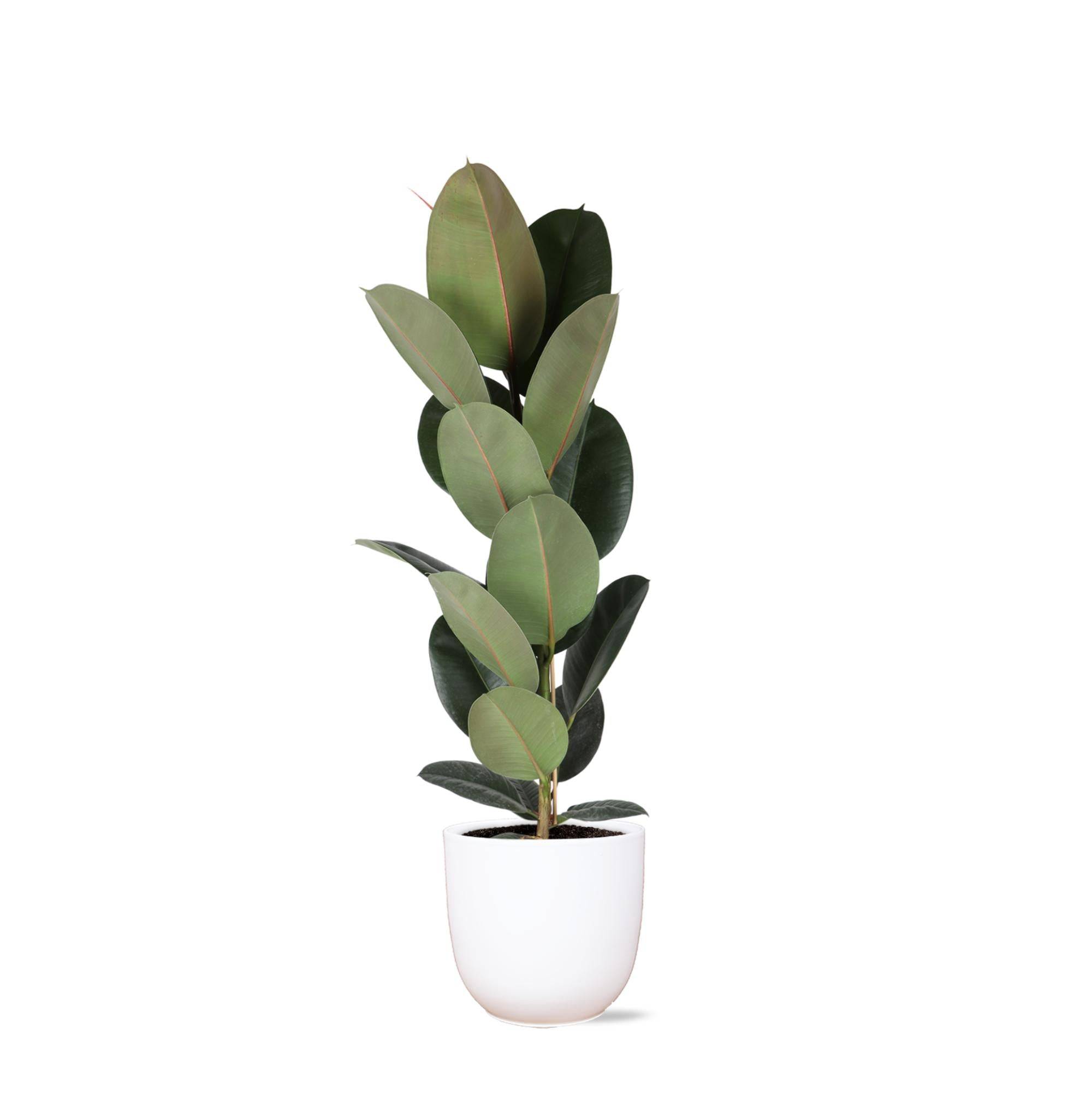 Ficus Elastica Robusta et son pot- La Green Touch Blanc - Hauteur 90cm