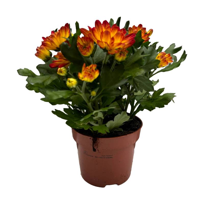 Horti-Flandre - Chrysanthème  bicolore jaune et rouge Pot 9 cm