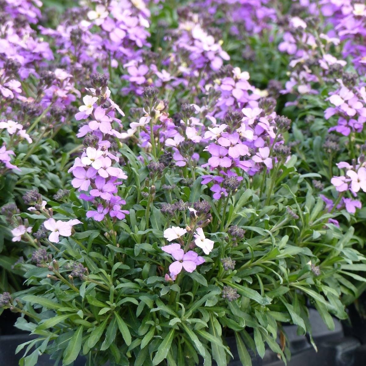 Giroflée vivace - Erysimum Poem Lavender  Godet de 8/9 cm