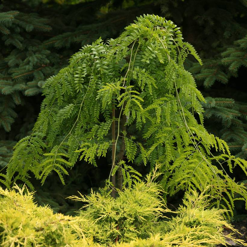 Promesse de Fleurs - Gleditsia triacanthos Emerald Cascade - Févier d'Amérique Pot de 7,5L/10L, Tige - Image 1