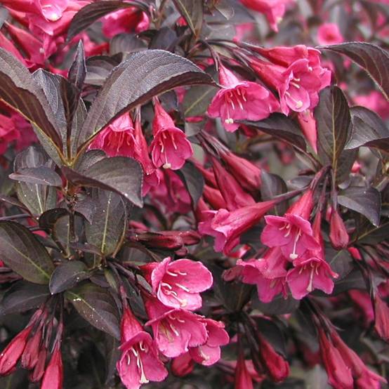 Weigela Alexandra®, Weigelia à fleurs Rouge - feuillage Caduc - Pot de 4L - 40/60 cm- hauteur à maturité De 1,50 m à 2,00 m - Image 10
