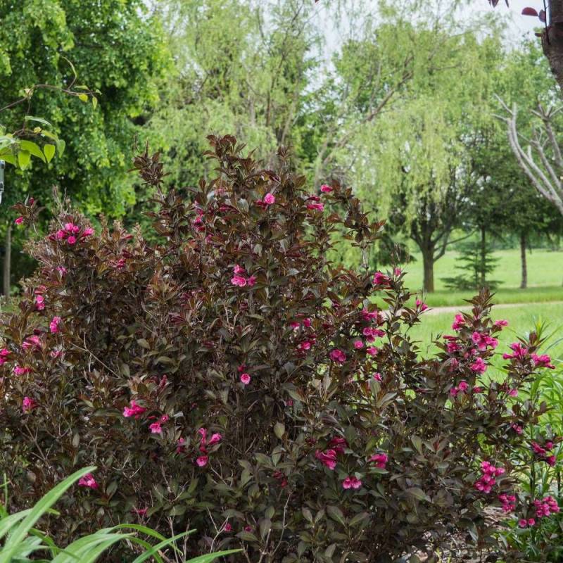 Weigela Alexandra®, Weigelia à fleurs Rouge - feuillage Caduc - Pot de 4L - 40/60 cm-  hauteur à maturité De 1,50 m à 2,00 m - Image 9