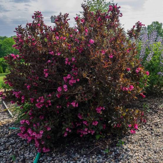 Weigela Alexandra®, Weigelia à fleurs Rouge - feuillage Caduc - Pot de 4L - 40/60 cm- hauteur à maturité De 1,50 m à 2,00 m - Image 6