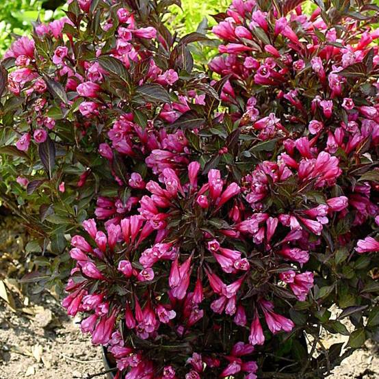 Weigela Alexandra®, Weigelia à fleurs Rouge - feuillage Caduc - Pot de 4L - 40/60 cm- hauteur à maturité De 1,50 m à 2,00 m - Image 8